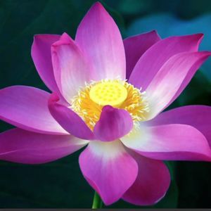 Meet your Posher, Dani